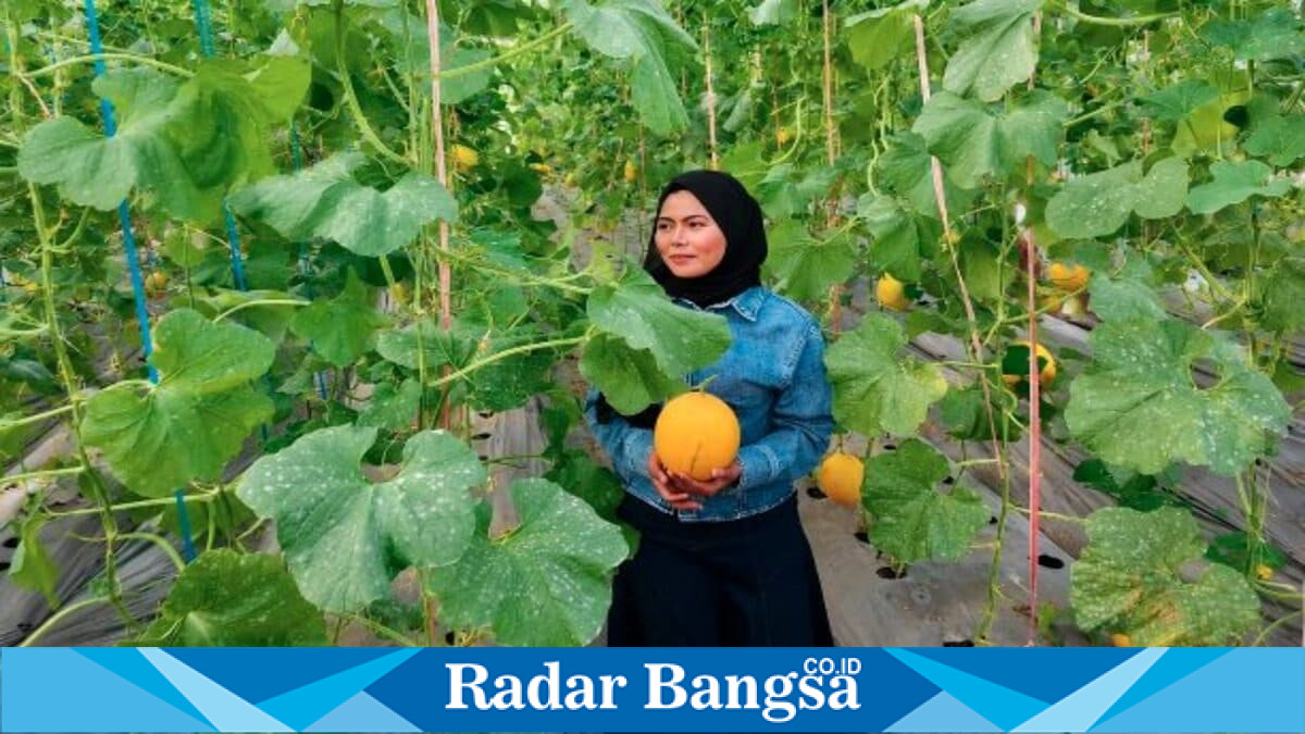 Wakil Ketua DPRD Kabupaten Pasuruan Adinda Denisa memetik melon saat mengunjungi greenhouse BUMDes Suko Jaya Abadi di Desa Sumbersuko, Selasa (14/7/2026). (Foto Dok Ho/RadarBangsa.co.id)