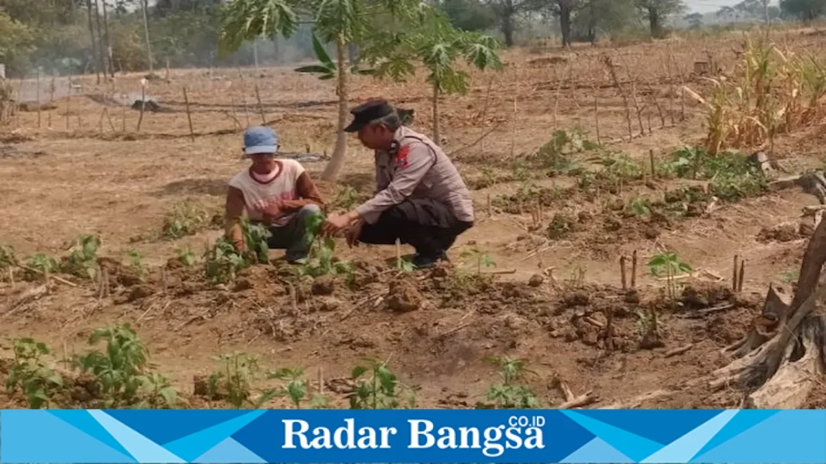 Polmas Desa Tamanprijek Aiptu Sukartono bersama Aiptu Hamid saat mengecek tanaman cabai milik warga di Desa Tamanprijek, Kecamatan Laren, Lamongan, Rabu (26/8/2026). (Foto Dok Ho/RadarBangsa.co.id)