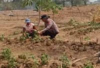 Polmas Desa Tamanprijek Aiptu Sukartono bersama Aiptu Hamid saat mengecek tanaman cabai milik warga di Desa Tamanprijek, Kecamatan Laren, Lamongan, Rabu (26/8/2026). (Foto Dok Ho/RadarBangsa.co.id)
