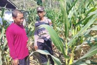 Bhabinkamtibmas Polsek Laren mendampingi petani jagung di Desa Dateng, Kecamatan Laren, Kabupaten Lamongan, Selasa (4/8/2026), sebagai dukungan terhadap program ketahanan pangan nasional. (Foto Dok Ho/RadarBangsa.co.id).
