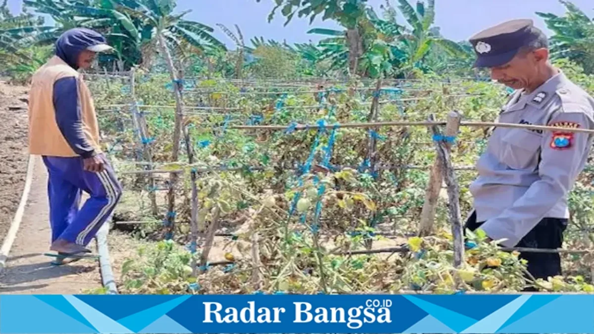 Bhabinkamtibmas Polsek Laren Aiptu Wahyudin mengecek budidaya tomat petani di Desa Pelangwot, Jumat (28/8/2026). (Foto Dok Ho/RadarBangsa.co.id)