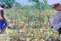 Bhabinkamtibmas Polsek Laren Aiptu Wahyudin mengecek budidaya tomat petani di Desa Pelangwot, Jumat (28/8/2026). (Foto Dok Ho/RadarBangsa.co.id)