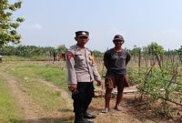 Bhabinkamtibmas Desa Pelangwot Aiptu Wahyudin bersama petani melakukan pengecekan budidaya tomat di Desa Pelangwot, Kecamatan Laren, Jumat, 7 Agustus 2026. (Foto Dok Ho/RadarBangsa.co.id)