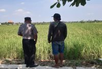 Personel Polsek Tikung melakukan monitoring lahan pertanian dalam program ketahanan pangan di Dusun Culik, Desa Pengumbulanadi, Kecamatan Tikung, Lamongan, Senin (3/8/2026). (Foto Dok Ho/RadarBangsa.co.id)