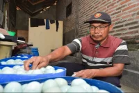 Umar Faruq, peternak sekaligus Kepala Dusun Tawangsari, menunjukkan telur asin produksi Kampung Bebek di Desa Kejapanan, Gempol, Pasuruan, Kamis (20/8/2026). (Foto Dok Ho/RadarBangsa.co.id)