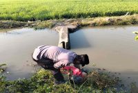 Petugas kepolisian melakukan evakuasi korban kecelakaan tunggal yang menyebabkan dua pemuda meninggal dunia di sungai Desa Ngarum, Kecamatan Sekaran, Kabupaten Lamongan, Minggu (2/8/2026). (Foto Dok Ho/RadarBangsa.co.id).