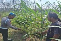 Polmas Desa Pelangwot Bripka Maslikhan bersama petani mengecek tanaman jagung di lahan Desa Pelangwot, Kecamatan Laren, Kabupaten Lamongan, Minggu (9/8/2026). (Foto Dok Ho/RadarBangsa.co.id)