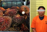 Kapolsek Kerumutan mengamankan pelaku pencurian 570 kilogram TBS sawit di areal PT Gandaerah Hendana, Pelalawan, Riau. Foto Dok Ho/RadarBangsa.co.id