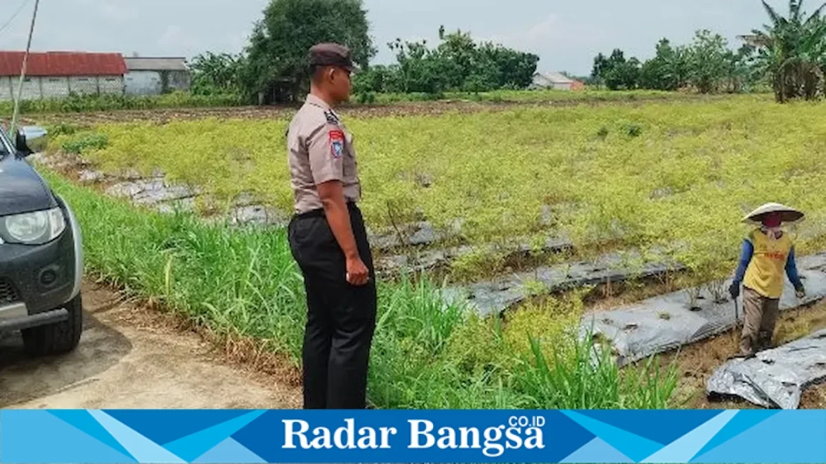 Petugas Polsek Laren saat mengecek lahan cabai rawit milik Kasiani di Desa Gampangsejati, Kecamatan Laren, Senin (24/8/2026). (Foto Dok Ho/RadarBangsa.co.id)