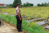 Petugas Polsek Laren saat mengecek lahan cabai rawit milik Kasiani di Desa Gampangsejati, Kecamatan Laren, Senin (24/8/2026). (Foto Dok Ho/RadarBangsa.co.id)