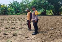 Bhabinkamtibmas Desa Pelangwot, Bripda Tomi, bersama petani mengecek tanaman cabai di ladang ketahanan pangan Desa Pelangwot, Kecamatan Laren, Kabupaten Lamongan, Minggu (2/8/2026). (Foto Dok Ho/RadarBangsa.co.id)