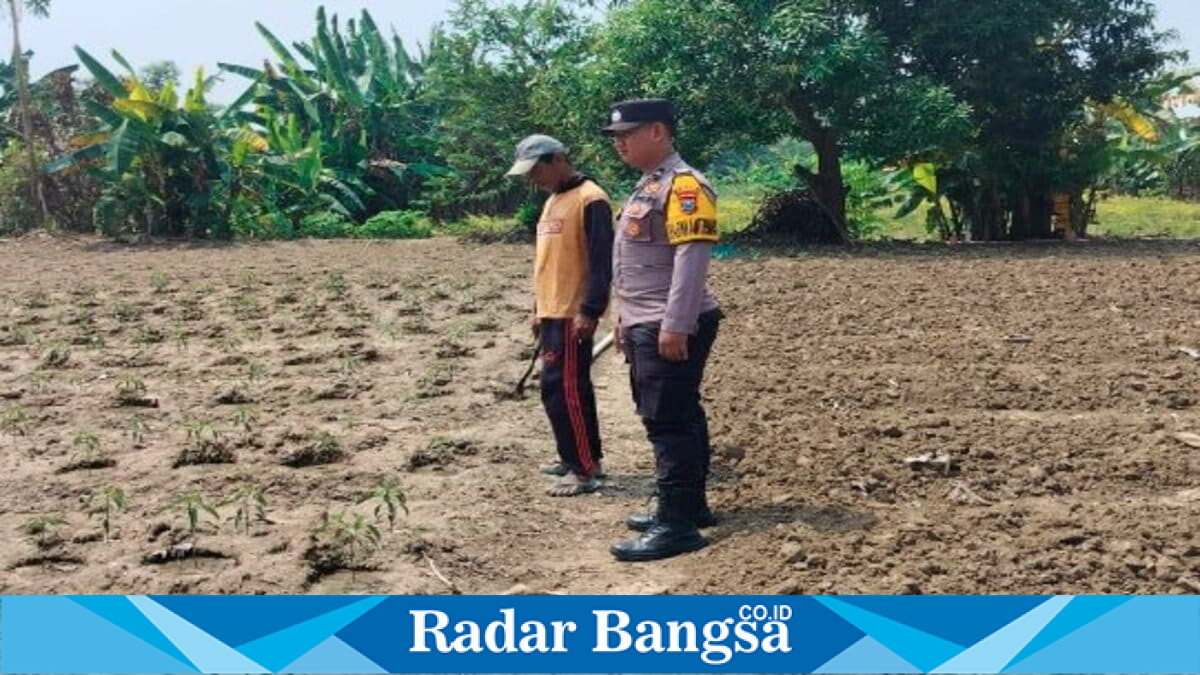 Bhabinkamtibmas Desa Pelangwot, Bripda Tomi, bersama petani mengecek tanaman cabai di ladang ketahanan pangan Desa Pelangwot, Kecamatan Laren, Kabupaten Lamongan, Minggu (2/8/2026). (Foto Dok Ho/RadarBangsa.co.id)