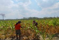 Personel Polsek Laren bersama petani melakukan pengecekan tanaman jagung di lahan pertanian Desa Pelangwot, Kecamatan Laren, Kabupaten Lamongan, Kamis (6/8/2026). (Foto Dok Ho/RadarBangsa.co.id)