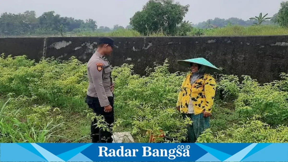 Petugas Polsek Laren mengecek lahan cabai rawit di Desa Gampangsejati, Selasa (18/8/2026). (Foto Dok Ho/RadarBangsa.co.id)