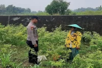 Petugas Polsek Laren mengecek lahan cabai rawit di Desa Gampangsejati, Selasa (18/8/2026). (Foto Dok Ho/RadarBangsa.co.id)