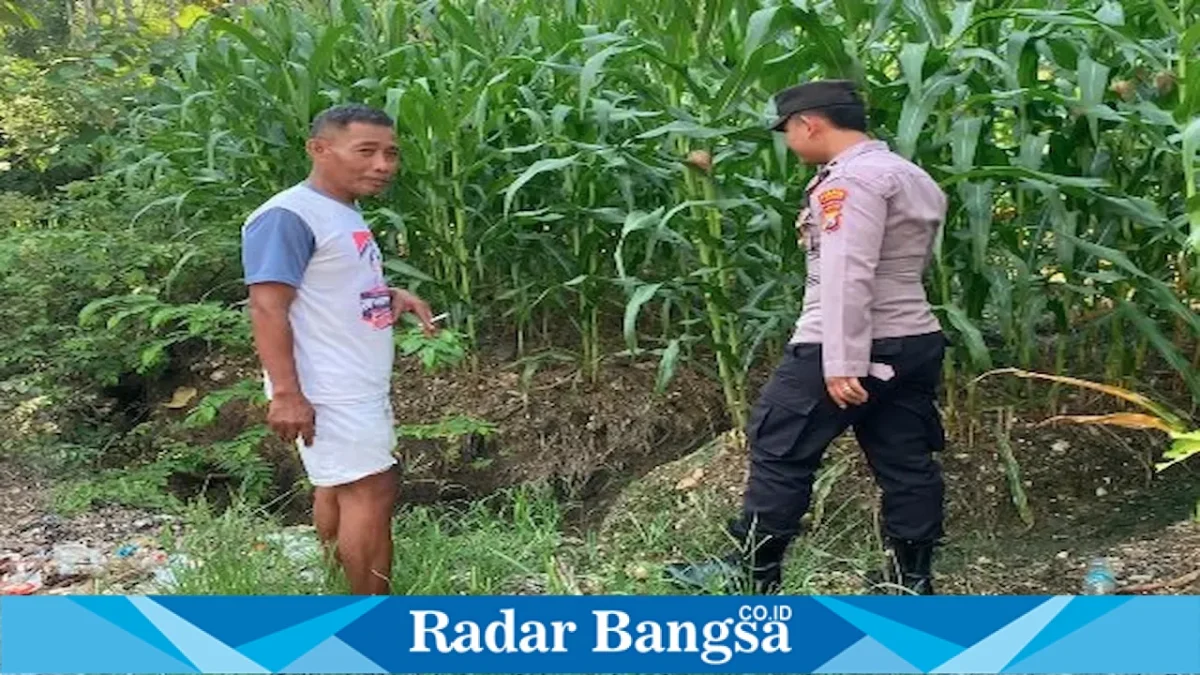 Ladang jagung di Desa Gampangsejati, Kecamatan Laren, Kabupaten Lamongan, Sabtu (22/8/2026). (Foto Dok Ho/RadarBangsa.co.id)