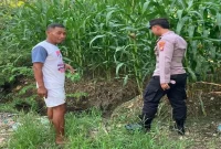 Ladang jagung di Desa Gampangsejati, Kecamatan Laren, Kabupaten Lamongan, Sabtu (22/8/2026). (Foto Dok Ho/RadarBangsa.co.id)