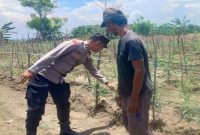 Bhabinkamtibmas Polsek Laren bersama petani melakukan pengecekan tanaman tomat di Desa Pelangwot, Kecamatan Laren, Kabupaten Lamongan, Sabtu (1/8/2026). Foto Dok Ho/RadarBangsa.co.id.