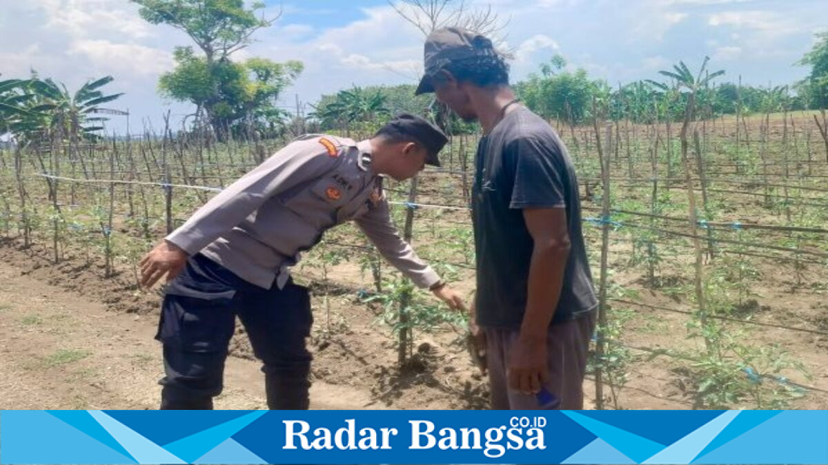 Bhabinkamtibmas Polsek Laren bersama petani melakukan pengecekan tanaman tomat di Desa Pelangwot, Kecamatan Laren, Kabupaten Lamongan, Sabtu (1/8/2026). Foto Dok Ho/RadarBangsa.co.id.