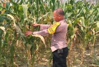 Bhabinkamtibmas Polsek Pangkalan Kerinci melakukan pengecekan pertumbuhan jagung pipil di lahan Kelompok Tani Asta Cita Km 55, Kecamatan Pangkalan Kerinci, Kabupaten Pelalawan, 2026. (Foto Dok Ho/RadarBangsa.co.id).