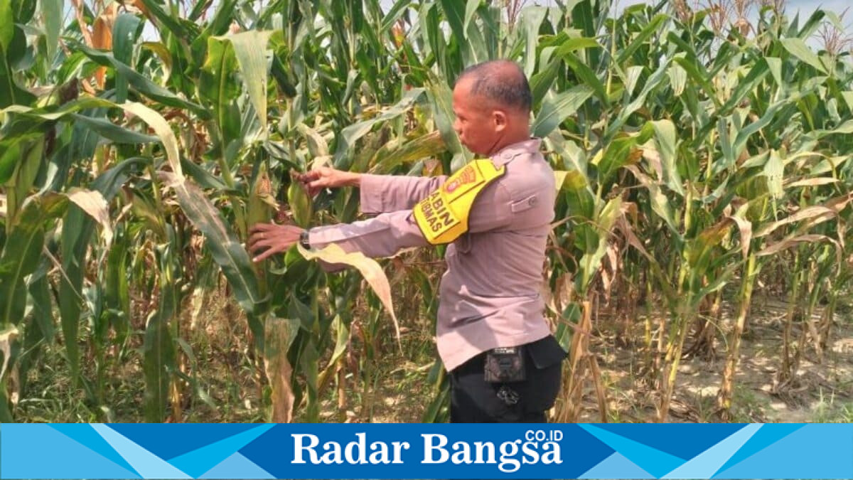 Bhabinkamtibmas Polsek Pangkalan Kerinci melakukan pengecekan pertumbuhan jagung pipil di lahan Kelompok Tani Asta Cita Km 55, Kecamatan Pangkalan Kerinci, Kabupaten Pelalawan, 2026. (Foto Dok Ho/RadarBangsa.co.id).