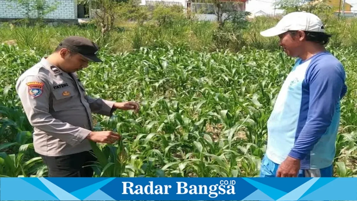 Monitoring tanaman jagung di lahan warga Kecamatan Tikung, Lamongan, Minggu (23/8/2026). (Foto Dok Ho/RadarBangsa.co.id)