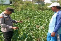 Monitoring tanaman jagung di lahan warga Kecamatan Tikung, Lamongan, Minggu (23/8/2026). (Foto Dok Ho/RadarBangsa.co.id)