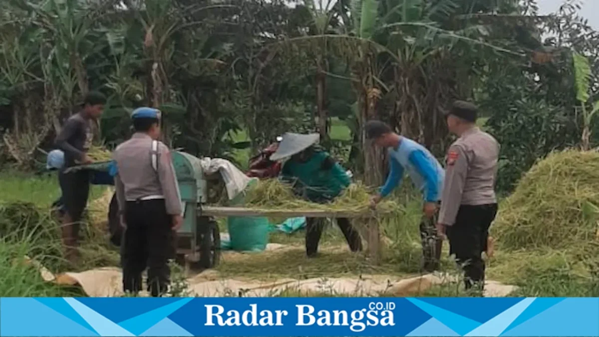 Anggota Polsek Tikung memantau panen padi dan lahan pangan warga di Dusun Made, Desa Botoputih, Kecamatan Tikung, Lamongan, Jumat (21/8/2026). (Foto Dok Ho/RadarBangsa.co.id)