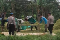 Anggota Polsek Tikung memantau panen padi dan lahan pangan warga di Dusun Made, Desa Botoputih, Kecamatan Tikung, Lamongan, Jumat (21/8/2026). (Foto Dok Ho/RadarBangsa.co.id)