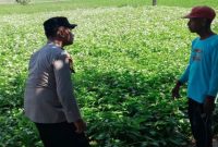 Brigadir Dwi Bai Asmoro bersama warga memantau perkembangan tanaman kangkung di lahan pertanian Desa Bakalanpule, Kecamatan Tikung, Kabupaten Lamongan, Jumat, 7 Agustus 2026. (Foto Dok Ho/RadarBangsa.co.id)