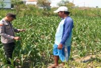 Anggota Polsek Tikung bersama warga melakukan monitoring tanaman jagung di lahan warga Desa Guminingrejo, Kecamatan Tikung, Lamongan, Sabtu 8 Agustus 2026. (Foto Dok Ho/RadarBangsa.co.id)