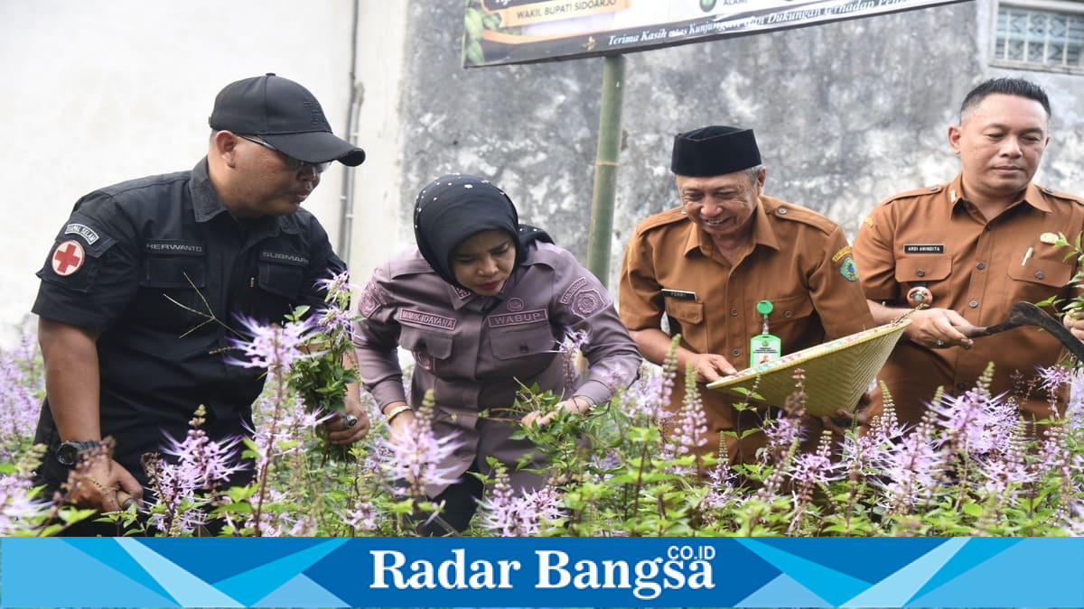 Wakil Bupati Sidoarjo Hj. Mimik Idayana memanen daun kumis kucing di sentra budidaya Herbaroso, Desa Wonokupang, Kecamatan Balongbendo, Selasa (4/8/2026). (Foto Dok Ho/RadarBangsa.co.id).