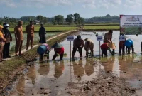 GERTAM padi serentak di Desa Brangsi, Senin (31/8/2026). (Dok Ho/RadarBangsa.co.id)