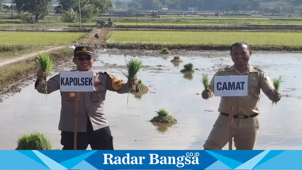 Kapolsek Laren AKP Anang Purwo Widodo saat mengikuti GERTAM padi di Desa Brangsi, Senin (31/8/2026). (Dok Ho/RadarBangsa.co.id)