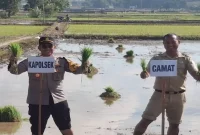 Kapolsek Laren AKP Anang Purwo Widodo saat mengikuti GERTAM padi di Desa Brangsi, Senin (31/8/2026). (Dok Ho/RadarBangsa.co.id)