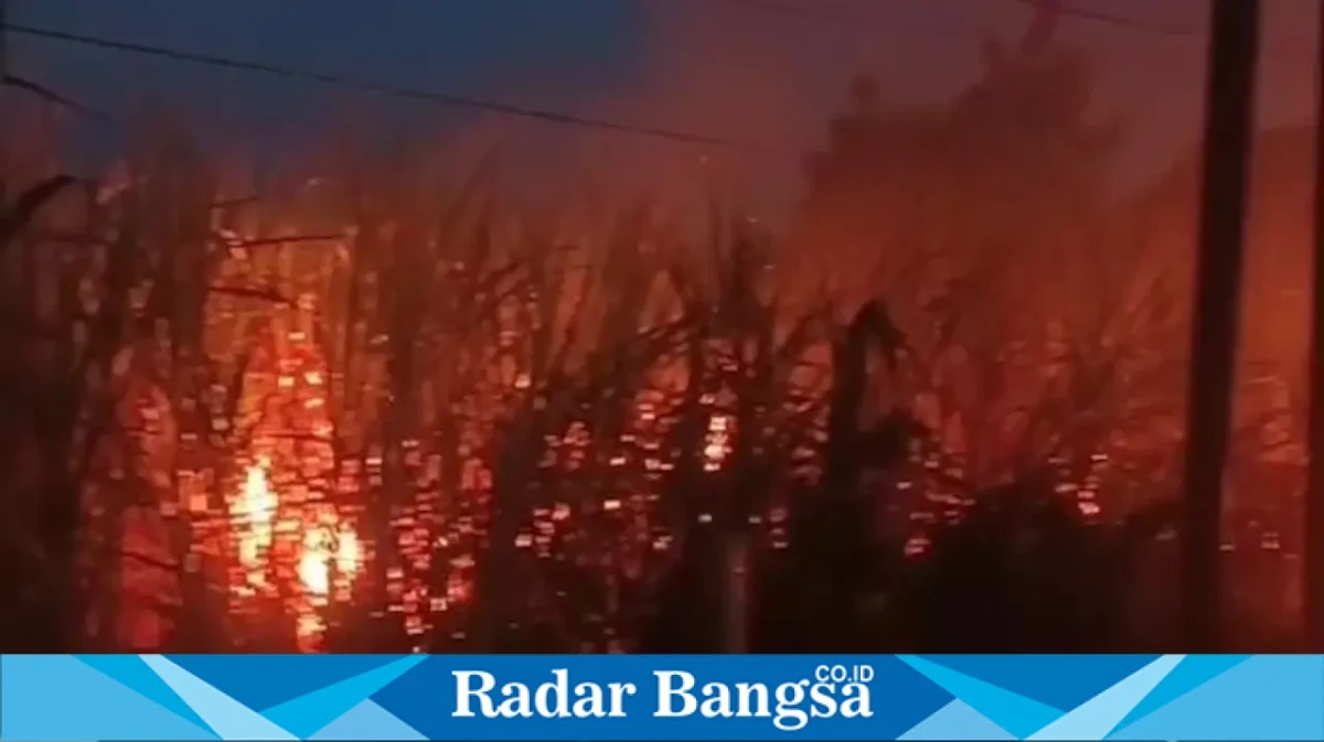 Kebakaran Lahan tanaman tebu di Dusun Puter, Desa Puter, Kecamatan Kembangbahu, Lamongan, Kamis (13/8/2026). (Foto Dok Ho/RadarBangsa.co.id) 