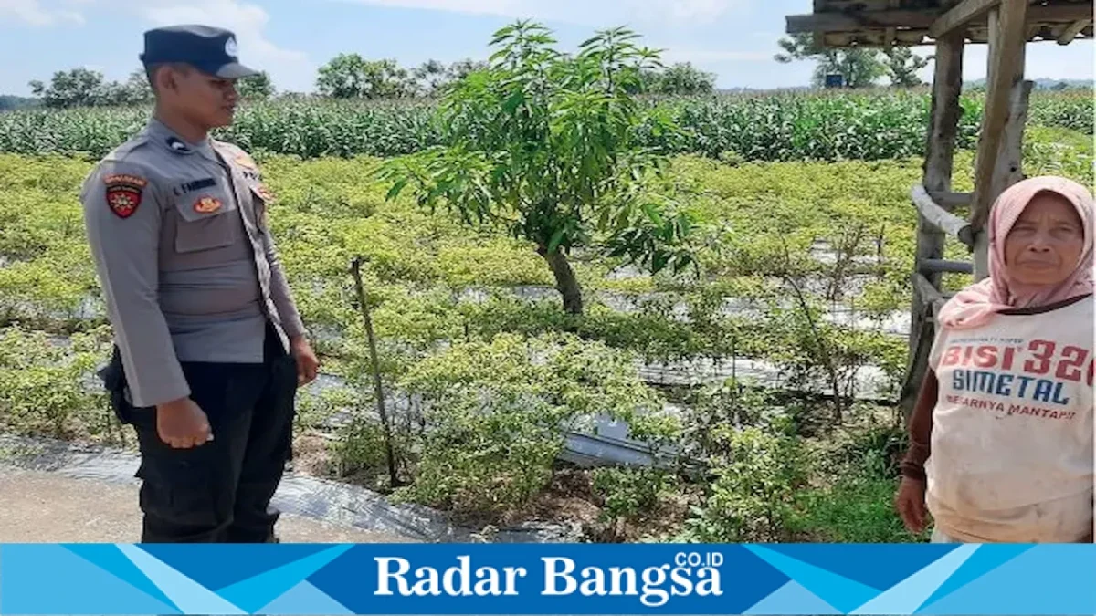 Polsek Laren cek lahan cabai di Gampangsejati, Minggu (30/8). (Dok Ho/RadarBangsa.co.id)
