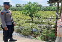Polsek Laren cek lahan cabai di Gampangsejati, Minggu (30/8). (Dok Ho/RadarBangsa.co.id)