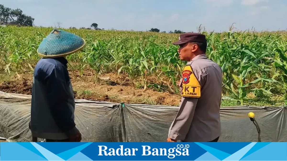 Pengecekan lahan tanaman jagung di Desa Gampangsejati, Jumat (21/8/2026). (Foto Dok Ho/RadarBangsa.co.id)