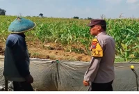 Pengecekan lahan tanaman jagung di Desa Gampangsejati, Jumat (21/8/2026). (Foto Dok Ho/RadarBangsa.co.id)