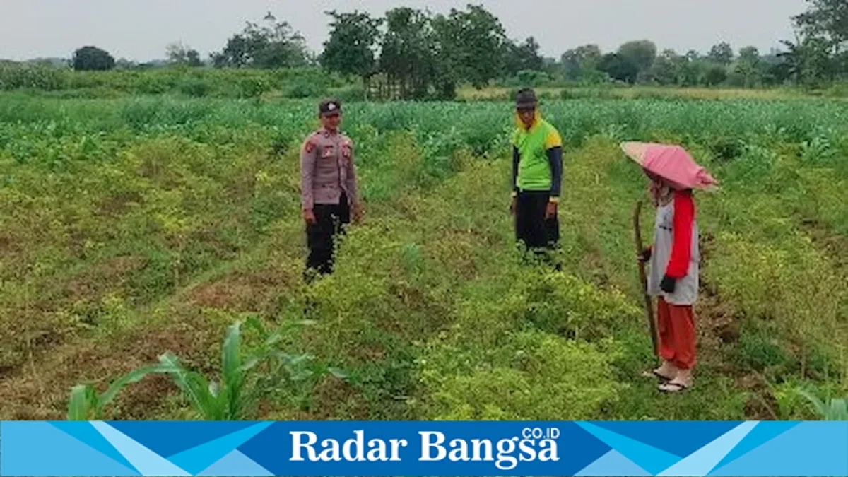 Bripda Ilham mengecek lahan tumpangsari milik Askan di Desa Plangwot, Kecamatan Laren, Lamongan, Kamis (27/8/2026). (Foto Dok Humas Polsek Laren/RadarBangsa.co.id)