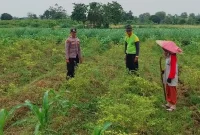 Bripda Ilham mengecek lahan tumpangsari milik Askan di Desa Plangwot, Kecamatan Laren, Lamongan, Kamis (27/8/2026). (Foto Dok Humas Polsek Laren/RadarBangsa.co.id)