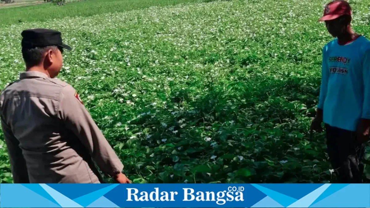 Anggota Polsek Tikung bersama warga melakukan monitoring tanaman kangkung di lahan warga Desa Bakalanpule, Kecamatan Tikung, Kabupaten Lamongan, Minggu (16/8/2026). (Foto Dok Ho/RadarBangsa.co.id)