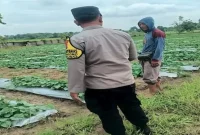 Anggota Polsek Tikung bersama warga melakukan monitoring lahan tanaman pangan di Desa Wonokromo, Kecamatan Tikung, Kabupaten Lamongan, Kamis (13/8/2026). (Foto Dok Ho/RadarBangsa.co.id)