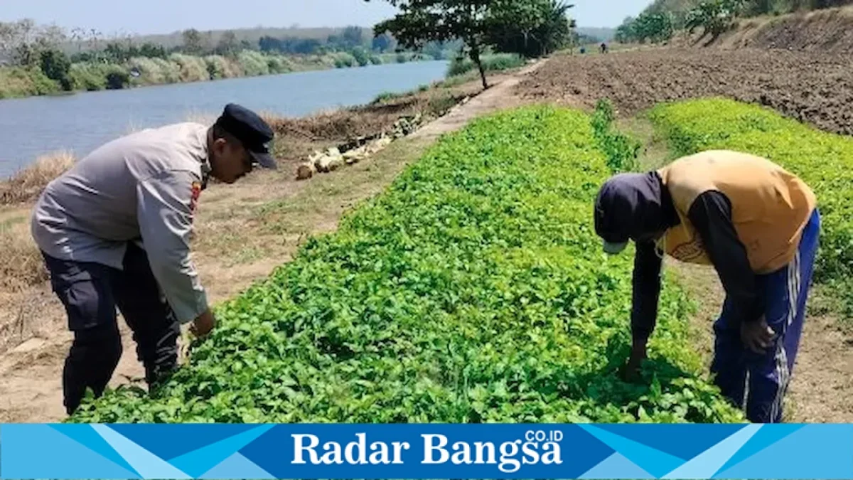Bhabinkamtibmas Desa Pelangwot Aiptu Ririh S. mengecek persemaian bibit cabai milik petani di Desa Pelangwot, Lamongan, Selasa (15/9/2026). (Dok. Ho/RadarBangsa.co.id)