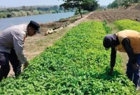 Bhabinkamtibmas Desa Pelangwot Aiptu Ririh S. mengecek persemaian bibit cabai milik petani di Desa Pelangwot, Lamongan, Selasa (15/9/2026). (Dok. Ho/RadarBangsa.co.id)
