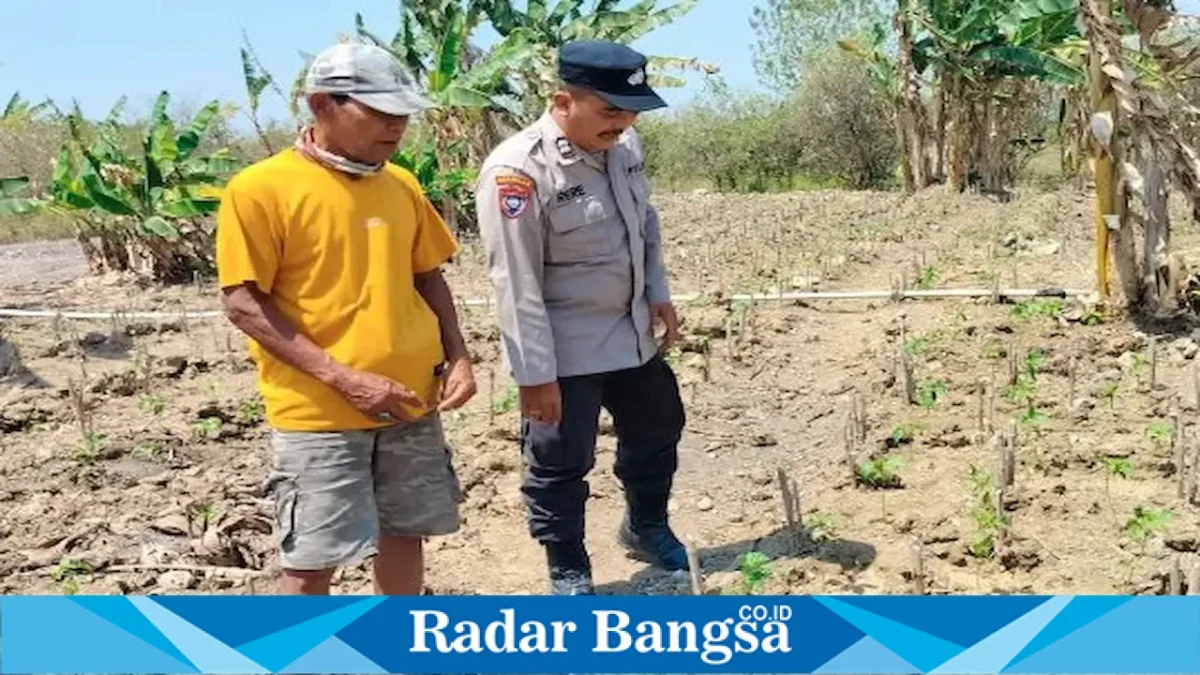 Bhabinkamtibmas Desa Pelangwot mengecek tanaman cabai milik petani di Kecamatan Laren, Lamongan, Sabtu (12/9/2026). (Foto Dok Ho/RadarBangsa.co.id)