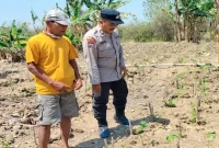 Bhabinkamtibmas Desa Pelangwot mengecek tanaman cabai milik petani di Kecamatan Laren, Lamongan, Sabtu (12/9/2026). (Foto Dok Ho/RadarBangsa.co.id)