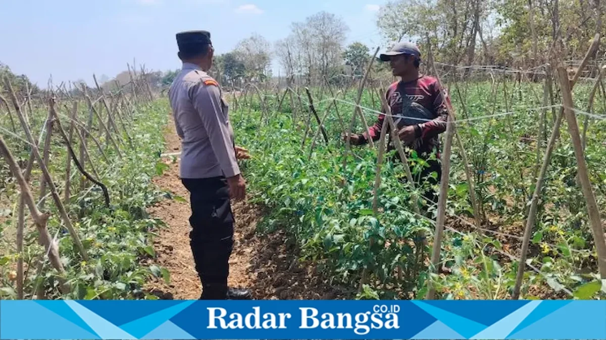 Bhabinkamtibmas Desa Pelangwot Aipda Andri mendampingi petani mengecek tanaman tomat di Desa Pelangwot, Rabu (9/9/2026). (Foto Dok Ho/RadarBangsa.co.id)