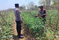 Bhabinkamtibmas Desa Pelangwot Aipda Andri mendampingi petani mengecek tanaman tomat di Desa Pelangwot, Rabu (9/9/2026). (Foto Dok Ho/RadarBangsa.co.id)